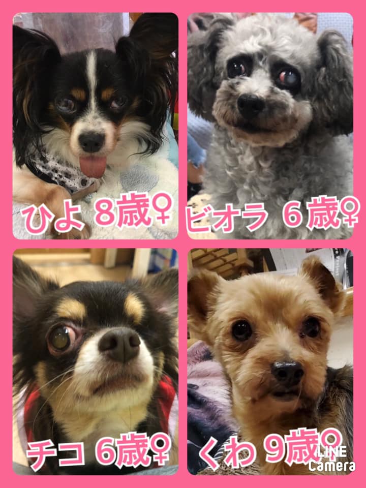 🐾今日の里親様募集中ワンコ🐶メンバーです🐾2020,8,28